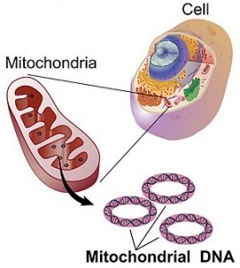 میتوکندری-mitochondria