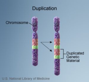 مضاعف شدگی (duplication)