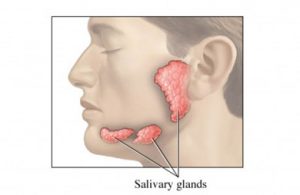 (غدد بزاقی-the salivary glands)
