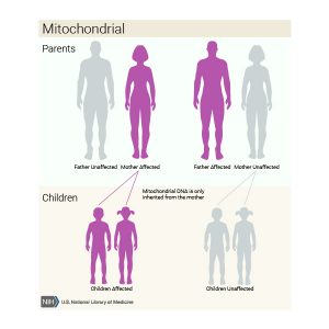 الگوی وراثتی میتوکندریایی (mitochondrial pattern)