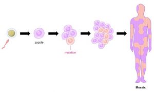 موزاییسم-mosaicism